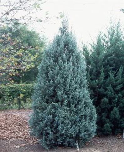 eastern red cedar,eastern juniper,red juniper,pencil cedar,chansha,red wood,ارس
